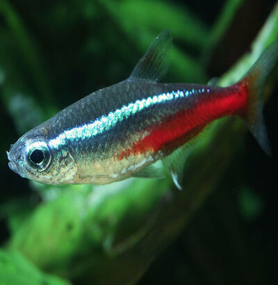 Tetra Fish