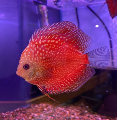 Afterpay best sale live fish