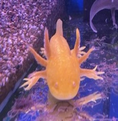 Axolotls